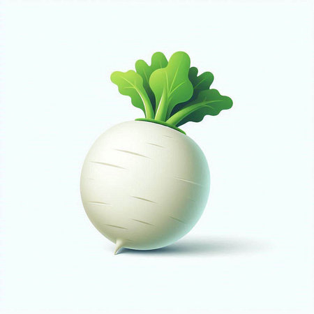 White radish with green leaves on a white background. Vector illustration.のイラスト素材