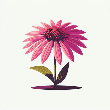 Echinacea flower on a white background. Vector illustration in flat style.のイラスト素材