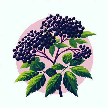 Sambucus nigra, Black elderberry, Vector illustrationのイラスト素材