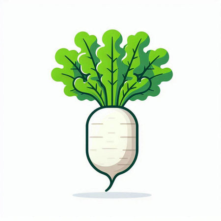 Radish. Vector illustration. Isolated on a white background.のイラスト素材