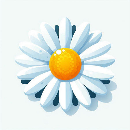 Daisy flower with a ball on a white background. Vector illustration.のイラスト素材