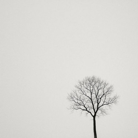 Dead tree on a white background. Black and white. Copy space.