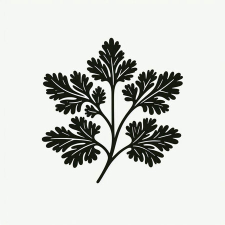 Coriander leaf. Hand drawn botanical vector illustration. Isolated on white background.