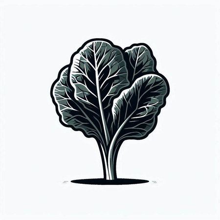 Lettuce vector illustration. Lettuce hand drawn sketch.