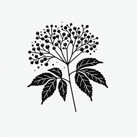 Hand drawn vector illustration of black elderberry plant. Isolated on white background.