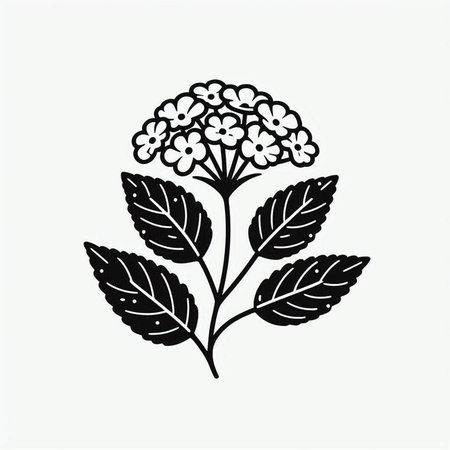 Hand drawn hydrangea. Vector illustration. Black and white.