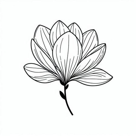 Magnolia flower. Hand drawn vector illustration isolated on white background.の写真素材