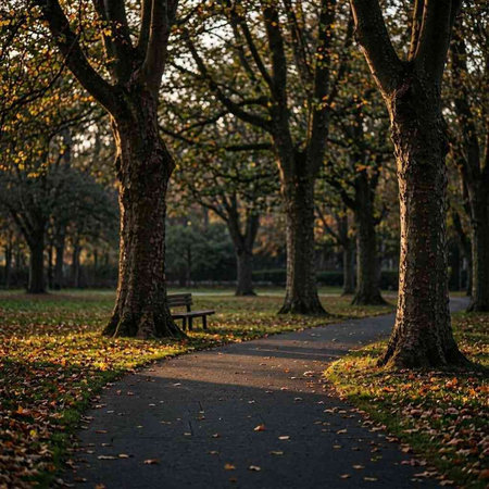Autumn in the park with a bench and trees in the background