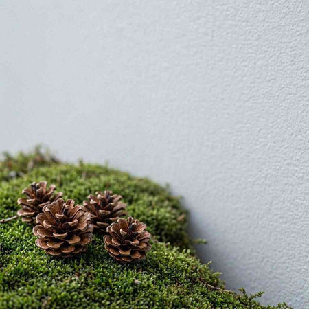 Pine cones on green moss against white wall with copy space.