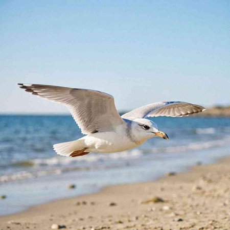 Seagull flying in the blue sky over the sea on the beach