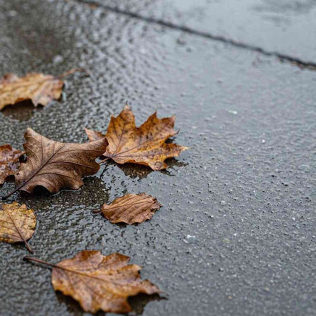 Autumn leaves on the wet pavement in the rain. Selective focus.