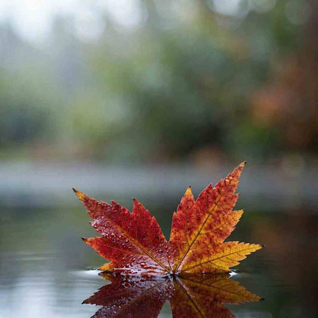 Autumn maple leaf on a water surface with bokeh background