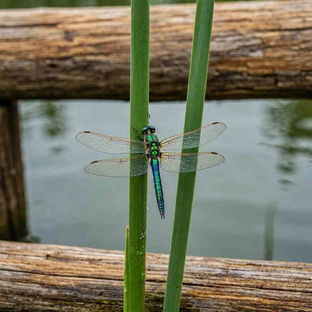 Dragonfly sitting on a stalk of reeds in the sun.