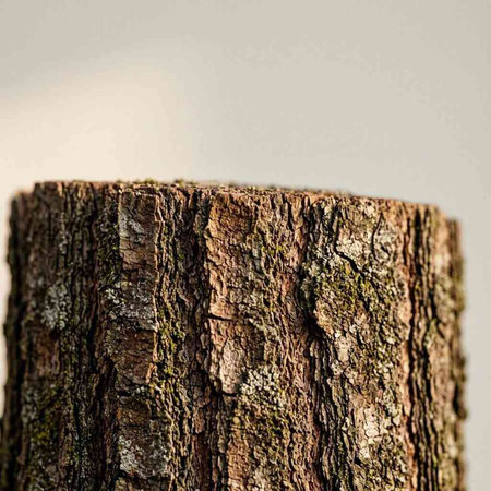 Tree trunk with moss and lichen. Close-up. Selective focus.