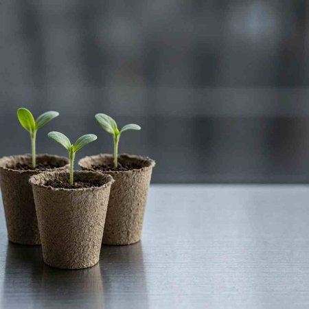 Small seedlings in peat pots on a gray background. Selective focus.