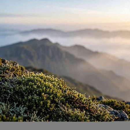 Moss on the top of the mountain with fog in the background