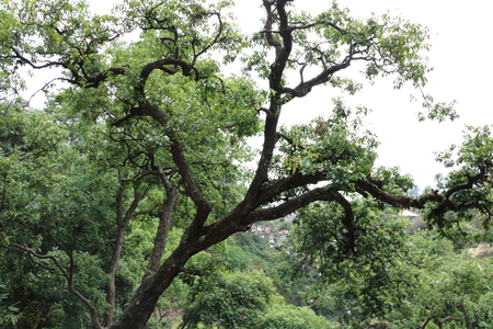 One beautiful tree