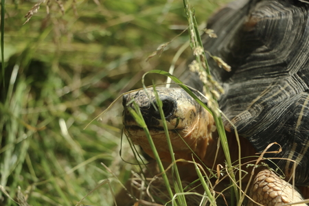 Overland turtle wildlifeの写真素材