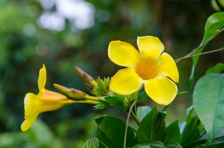 Yellow Allamanda Cathartica Flowerの写真素材
