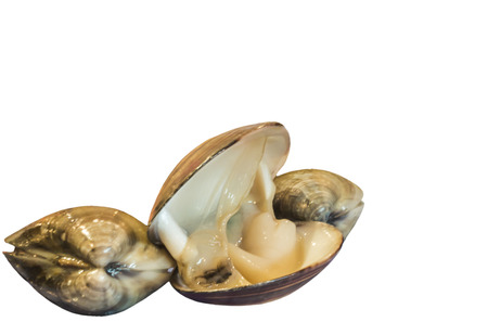 Prepare Raw mussel isolated white の写真素材