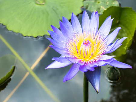 Lotus is water lily that can use for alternative medicine and ornamental gardenの写真素材