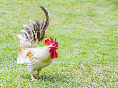 Beautiful colorful bantam rooster in farm.の写真素材