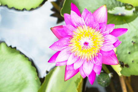 Lotus is water lily that can use for alternative medicine and ornamental gardenの写真素材