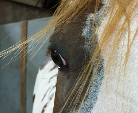 Horse Eye in Farm.の写真素材