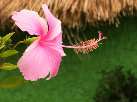 Beautiful fresh pink Hibiscus in the garden.の写真素材