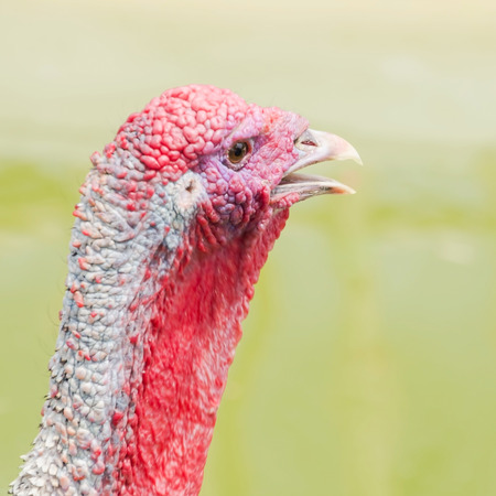 Young turkey in poultry farm.の写真素材