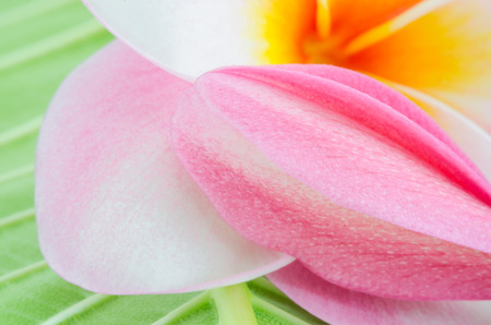 Pink flower with selective focus.の写真素材