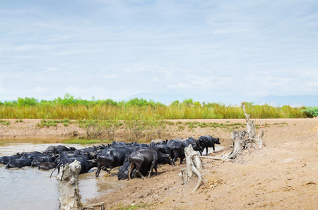 Asia buffalo raised in field, Thailand.の写真素材