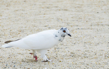 White portrait of a pigeon with Selective focus.の写真素材