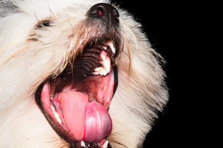 Young dog with mouth wide open, showing teeth.の写真素材
