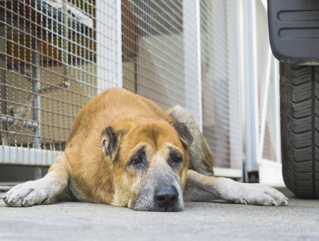 Homeless Lonely Abandoned Dog on the Street.の写真素材