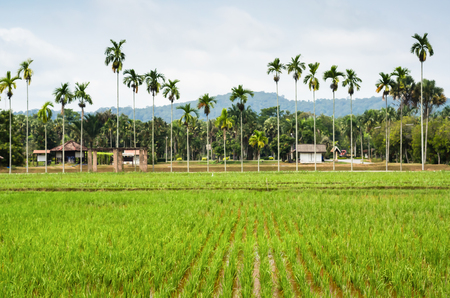 Rice cultivation for the staple food in Asia.の写真素材