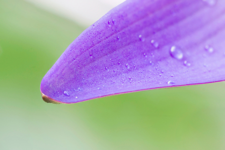 Petal of flower; lotus is water lily that can use for alternative medicine and ornamental garden.の写真素材