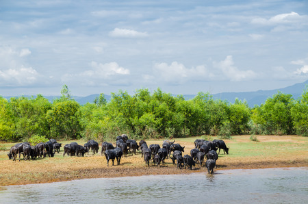Swamp buffalo Domestic Buffalo ,the hard worker in Asia.の写真素材