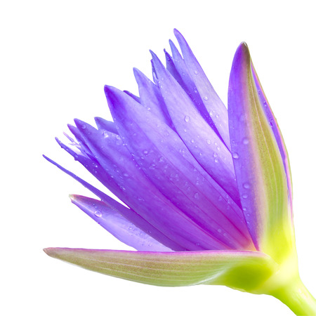 Lotus;  Water Lily; Purple Flower in the Garden.の写真素材