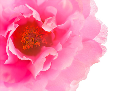 Directly Above View of Pink Flower; Common Purslane Isolated on White background.の写真素材