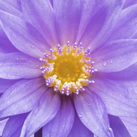 Lotus is water lily that can use for alternative medicine and ornamental gardenの写真素材