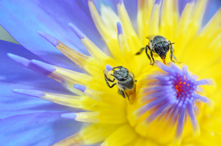 Bee on lotus water lily that can use for alternative medicine and ornamental garden.の写真素材