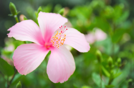 Pink Hibiscus Flower in the Park with selective focus.の写真素材