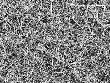 Black and White Background with Meadow Hay.の写真素材