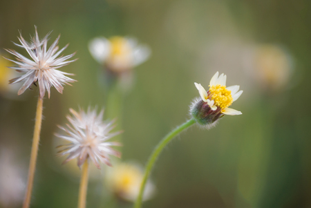 Macro view of wildflowe, selective and blur.の写真素材