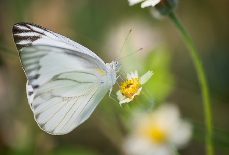 Macro view of wildflowe and butterfly, selective and blur.