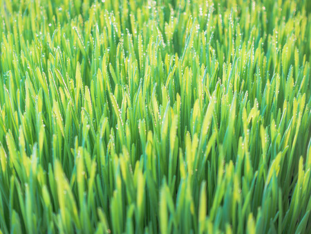 Background with fresh green wheat grass, selective focus and blur.の写真素材