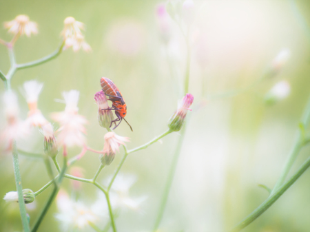 Macro view of wildflower and insect, selective and blur.の写真素材