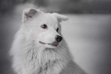 Dog is waiting alone on the road, selective focus and blur.