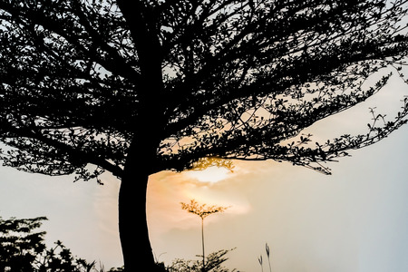 Sunrise and tree in the morning, silhouette photography.の写真素材